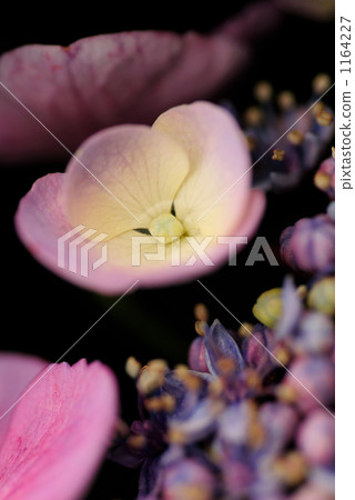 Forehead Hydrangea 1164227