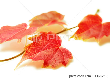 Autumn leaves of ivy 1164256