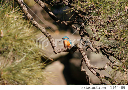 一條停在松樹上的河 一條停在松樹上的河 1164469