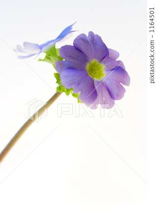 報春花Obconica 1164501