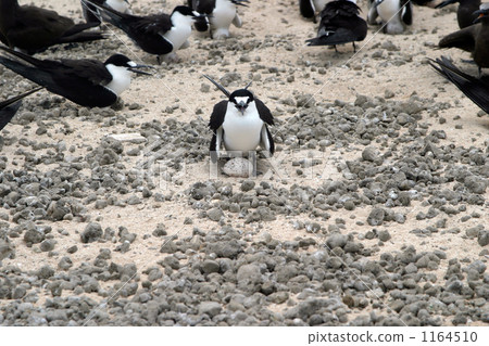 沙灘 海鳥 鳥兒 1164510