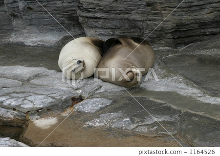 海洋和河流哺乳動物 一對 鴨川海洋世界 1164526