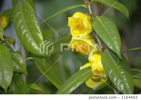 罕見的黃色山茶花·Kinkaka圖片圖片素材 1164665