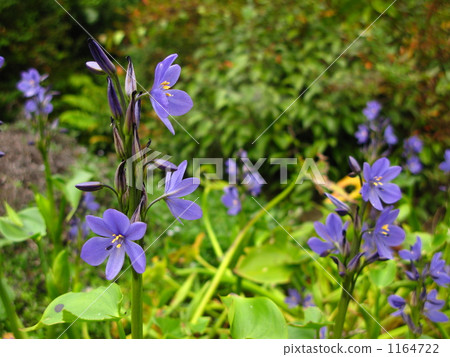 Mizuoi flowers 1164722