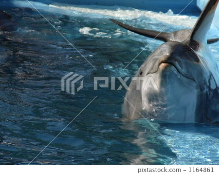 海豚的臉 海豚的臉 1164861