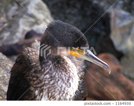 A cormorant young bird who goes on an adventure trip with a bird and rests at Kemigawa river 1164930