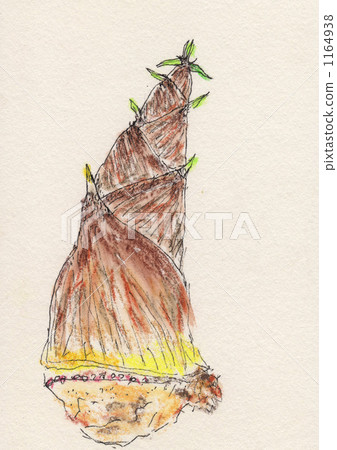 bamboo shoot, bamboo shoots 1164938