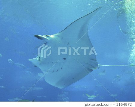 manta, churaumi aquarium, Manta ray 1164972