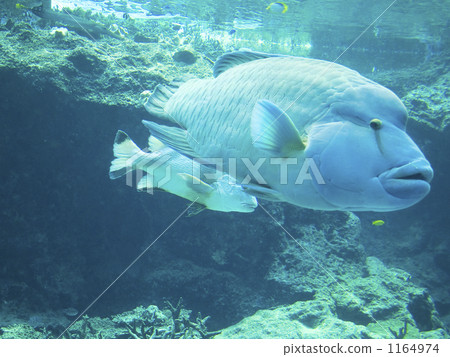 Napoleon fish, chiraumi, okinawa churaumi aquarium 1164974