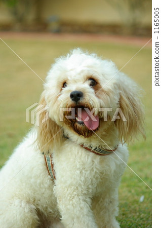Dog Dog 1165005