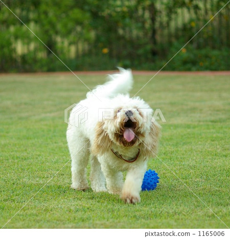 Dog 1165006