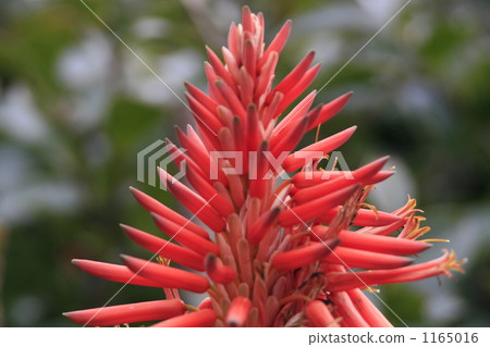 Aloe Aloe 1165016