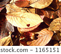 Fallen leaves  1165151