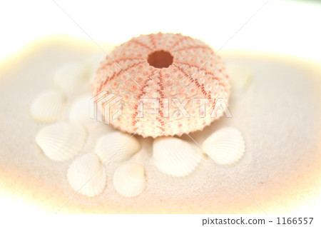 貝殼 伯查德的小舟 外殼 1166557