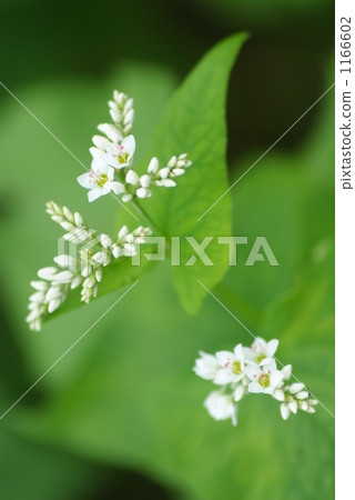 Buckwheat flowers 1166602