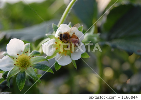 一隻蜜蜂 1166844