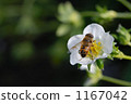 蜜蜂 1167042