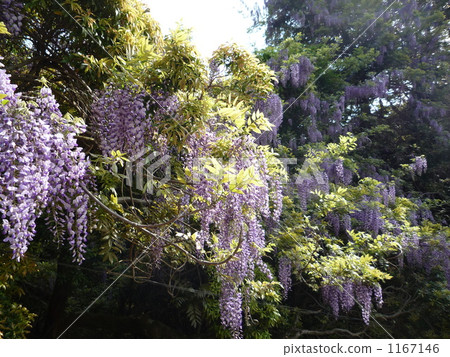 Fuji of Nara Wakakusa 1167146