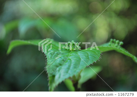 瀕危 地方種 綠葉 1167279