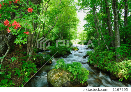 Azalei blooming river side Azalei blooming river side 1167395