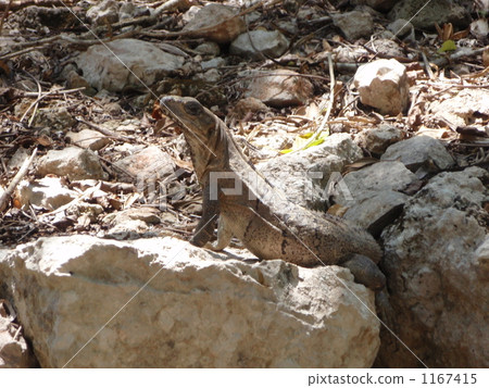 躲藏起來 1167415