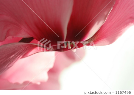 Cyclamen 1167496