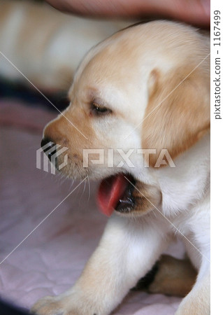 Labrador's spirit Labrador's spirit 1167499