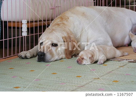 Labrador's spirit Labrador's spirit 1167507