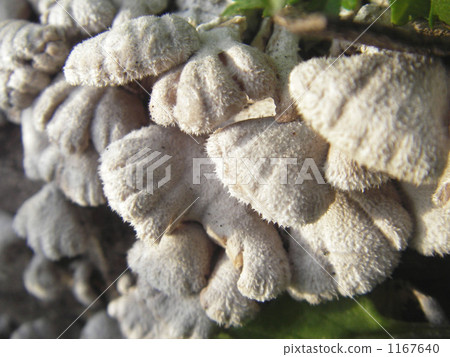 裂褶菌 裂褶菌 1167640