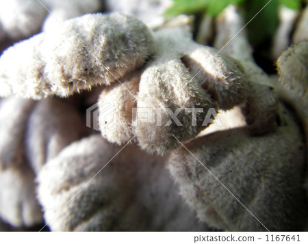 裂褶菌 裂褶菌 1167641