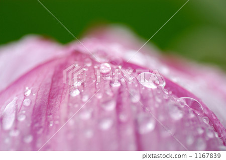 Lotus flower wet in the rain 1167839