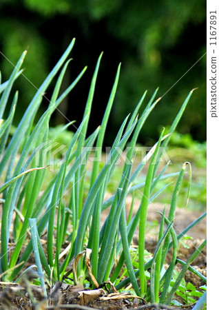 Field longish green onion Field longish green onion 1167891