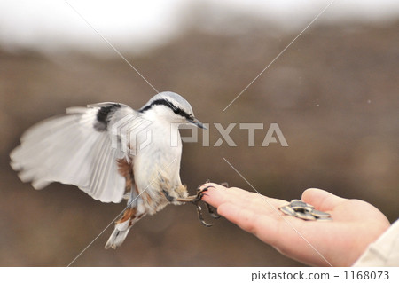 特色是在機場降落 1168073