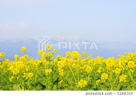 強姦花在嚴寒中開花 強姦花在嚴寒中開花 1168103