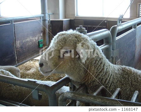 A sheep A sheep 1168147