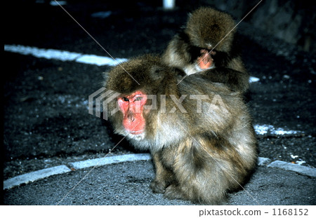 日本獼猴 陸上動物 哺乳類 1168152