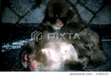 日本獼猴 陸上動物 哺乳類 1168155