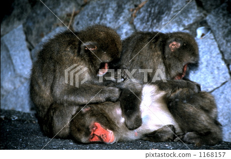 japanese monkey, land mammals, monkey 1168157