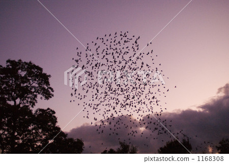 一群椋鳥 一群椋鳥 1168308