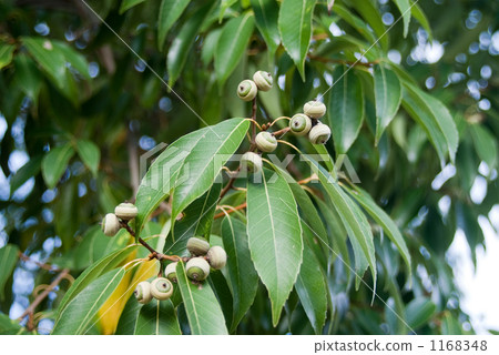 狐尾的果子 1168348