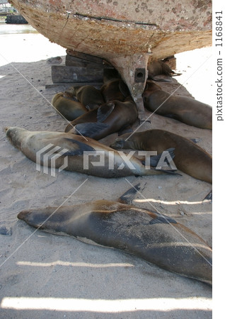 Sea lions in a nap under a boat Sea lions in a nap under a boat 1168841