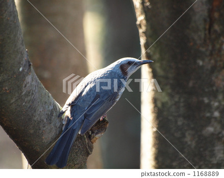 棕色耳鵯 野生鳥類 野鳥 1168889