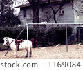 foal, pony, swing 1169084