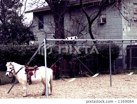 小馬 駒 揮舞 1169084