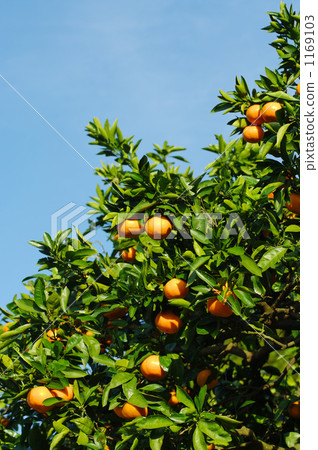 A tomb of a blue sky 1169103