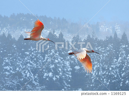 Two fliers of fliers that fly through the snowy forest Two fliers of fliers that fly through the snowy forest 1169125
