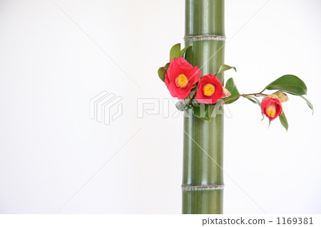 bamboo, camellia, japanese camellia 1169381