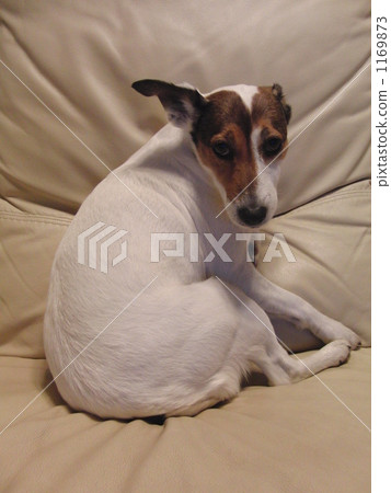 jack russell terrier, jack russell, pet 1169873