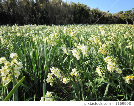 Daffodil of Jogashima Daffodil of Jogashima 1169908