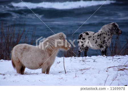 Cold horse (pony) Cold horse (pony) 1169978